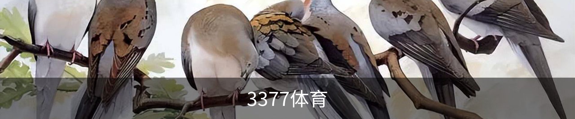 3377体育